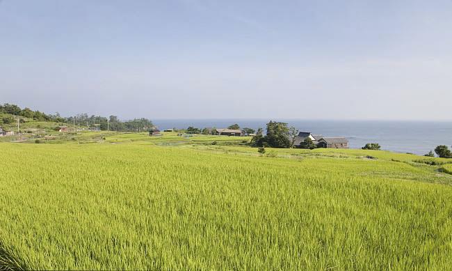 全國農(nóng)業(yè)技術(shù)推廣服務(wù)中心發(fā)布水稻病蟲情報(bào)，預(yù)計(jì)水稻紋枯病發(fā)生偏重