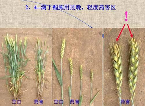 除草劑無時不刻發(fā)生變化，激素類除草劑未來還會在農(nóng)業(yè)舞臺上繼續(xù)發(fā)揮更大作用