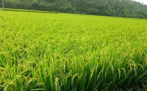 稻田雜草抗藥性不斷增強(qiáng)，農(nóng)戶們該如何有效應(yīng)對？